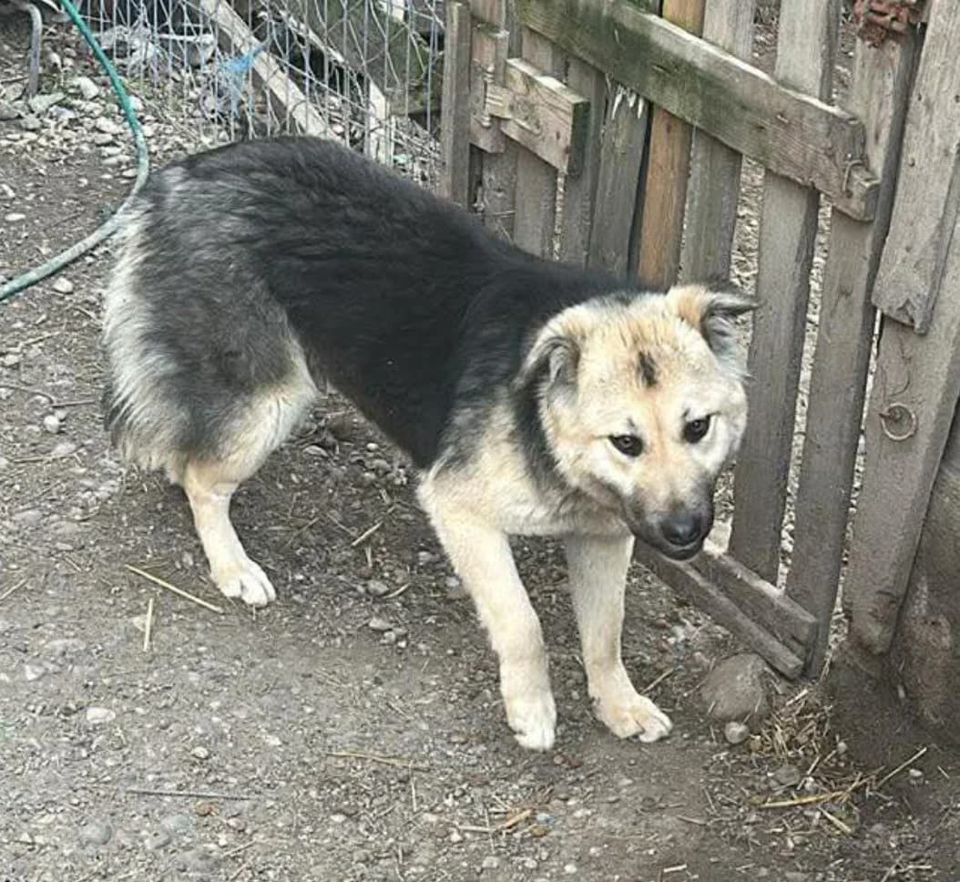🐾💟🐾 AVA 🐾💟🐾, Mixed Breed for adoption at Amys Pfotenfreunde e.V., Langenhagen