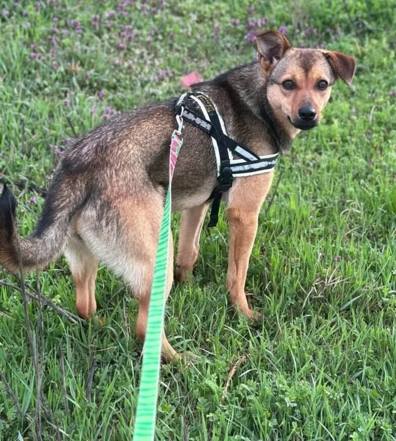 🐾💟🐾 BLUE 🐾💟🐾, Mixed Breed for adoption at Amys Pfotenfreunde e.V., Langenhagen