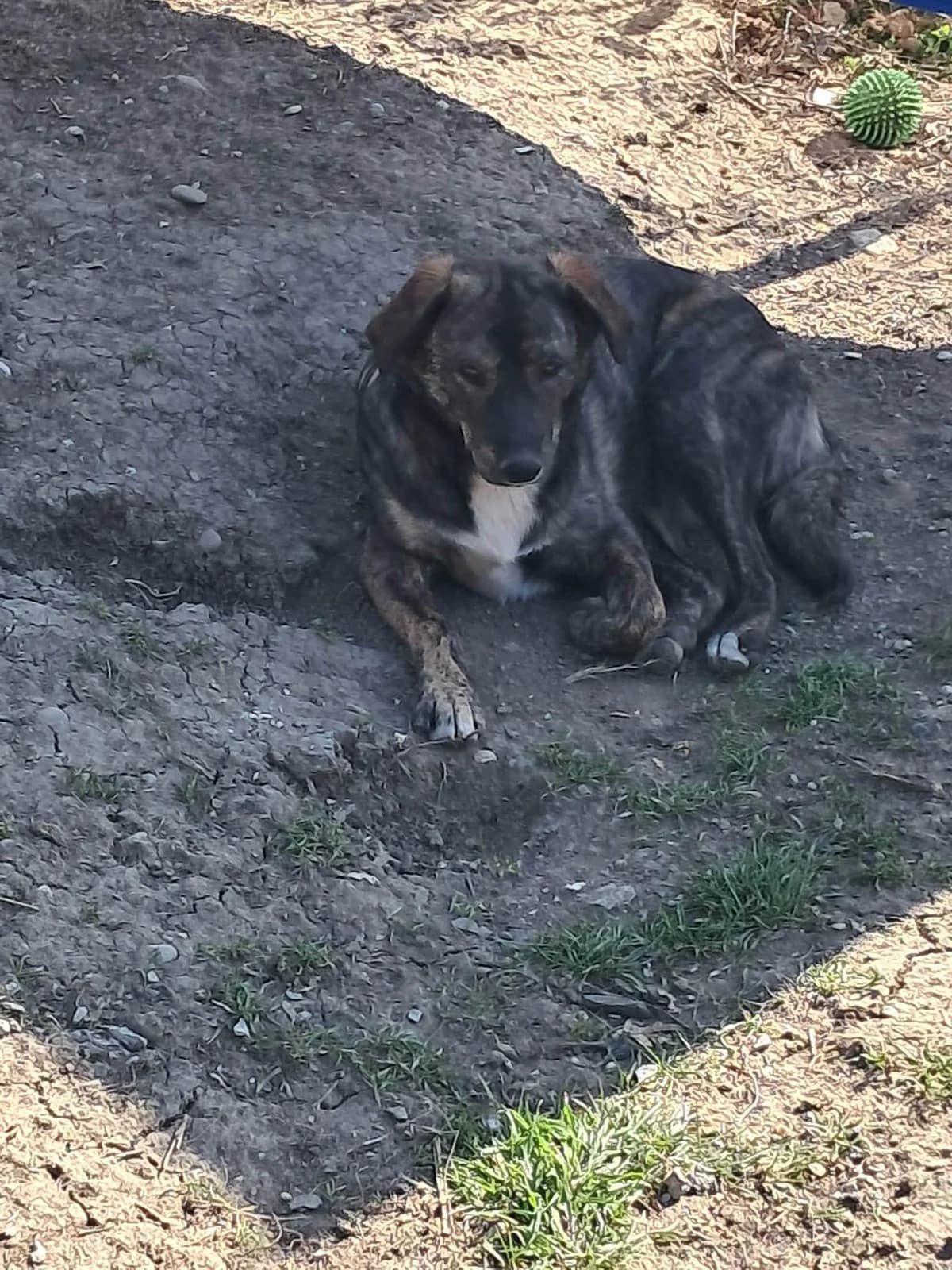 🐾💟🐾 BLUE 🐾💟🐾, Mixed Breed for adoption at Amys Pfotenfreunde e.V., Langenhagen
