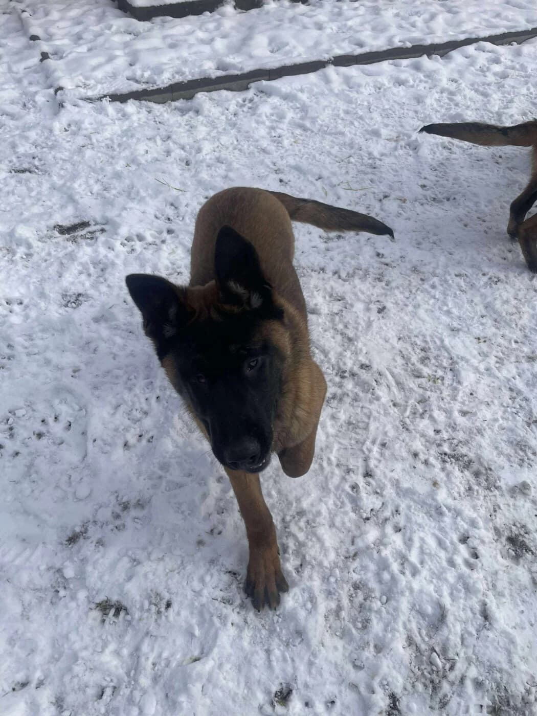 🐾💟🐾 DALIA 🐾💟🐾, Mixed Breed for adoption at Amys Pfotenfreunde e.V., Langenhagen