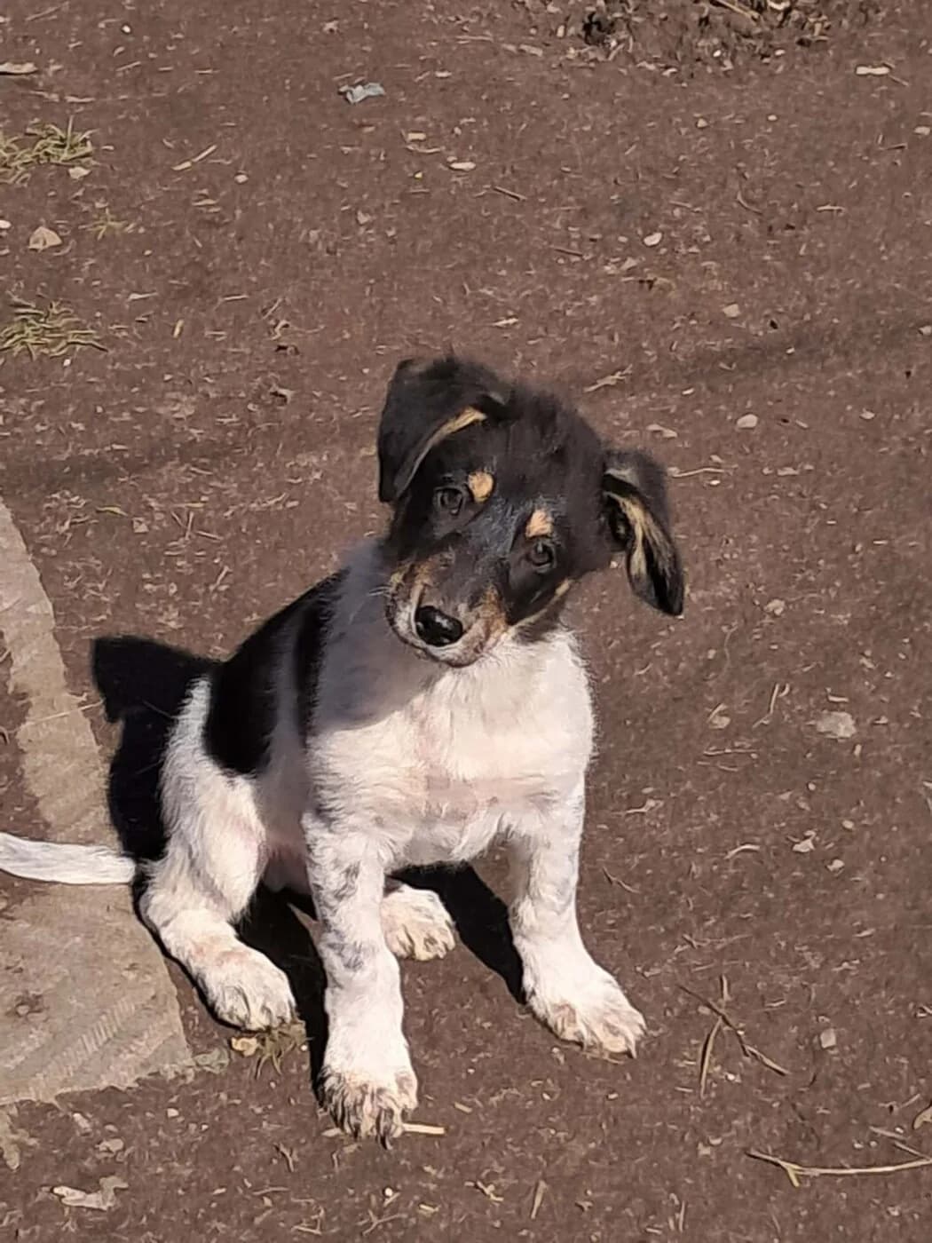 🐾💟🐾 DALIA 🐾💟🐾, Mixed Breed for adoption at Amys Pfotenfreunde e.V., Langenhagen
