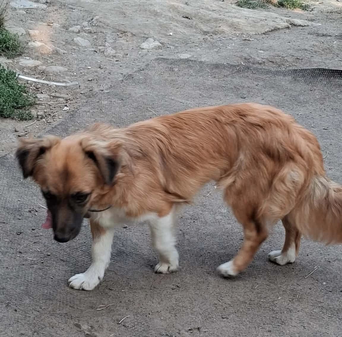 🐾💟🐾 DALIA 🐾💟🐾, Mixed Breed for adoption at Amys Pfotenfreunde e.V., Langenhagen