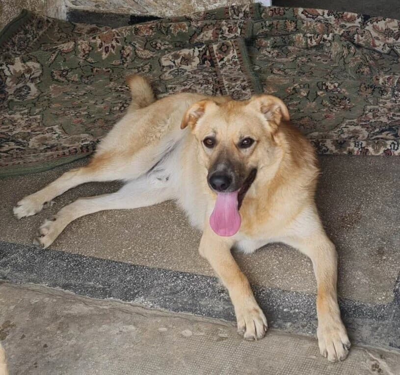 🐾💟🐾 DANA 🐾💟🐾, Mixed Breed for adoption at Amys Pfotenfreunde e.V., Langenhagen