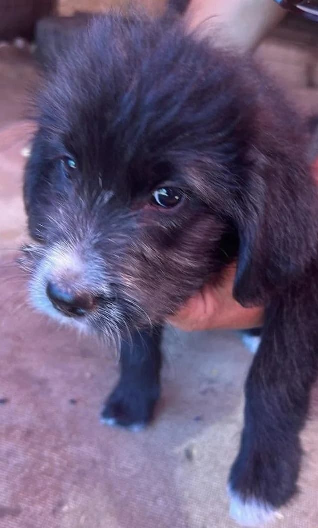 🐾💟🐾 DANA 🐾💟🐾, Mixed Breed for adoption at Amys Pfotenfreunde e.V., Langenhagen