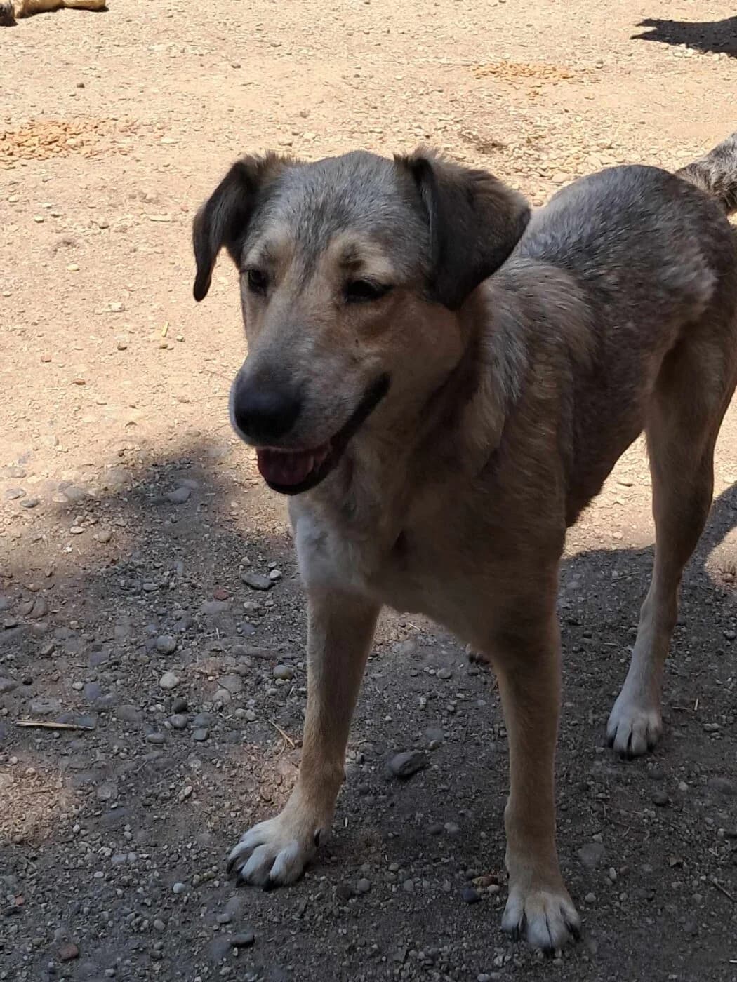🐾💟🐾 DOLLY 🐾💟🐾, Mixed Breed for adoption at Amys Pfotenfreunde e.V., Langenhagen