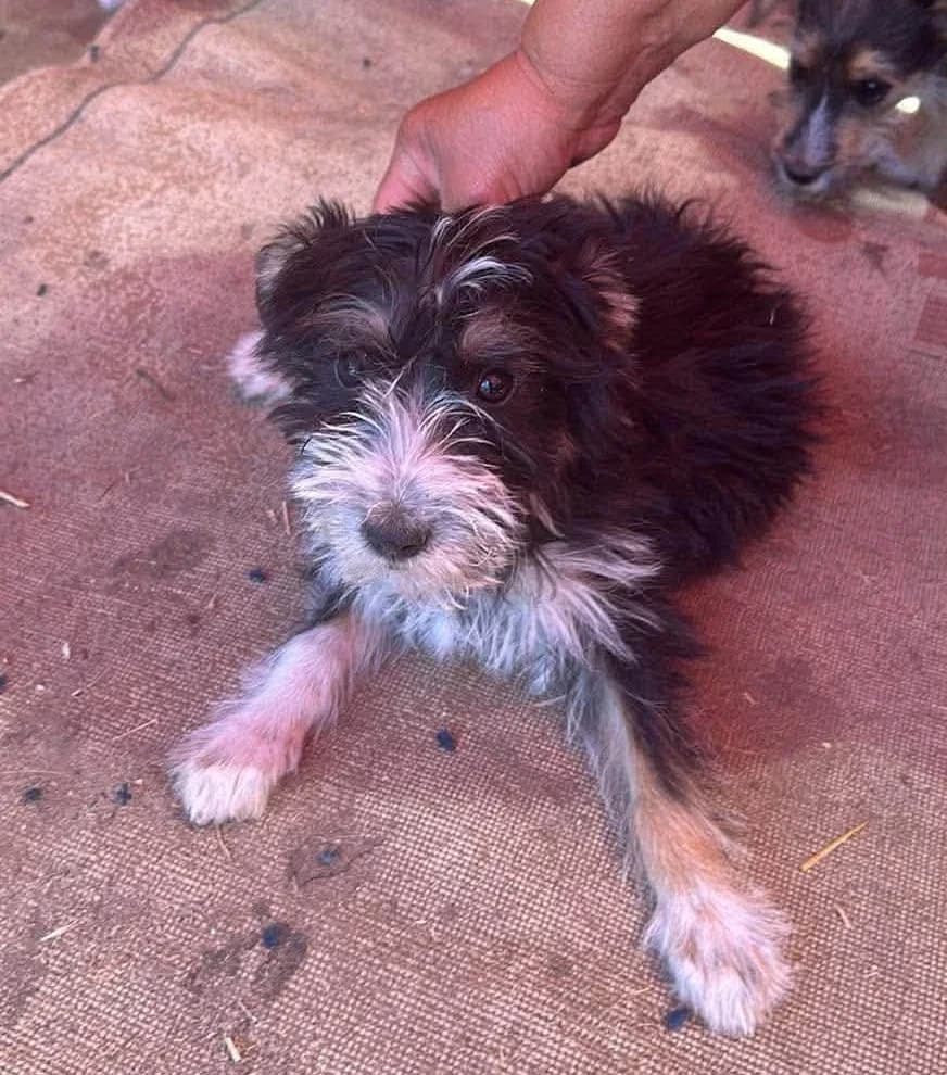🐾💟🐾 EMMI 🐾💟🐾, Mixed Breed for adoption at Amys Pfotenfreunde e.V., Langenhagen