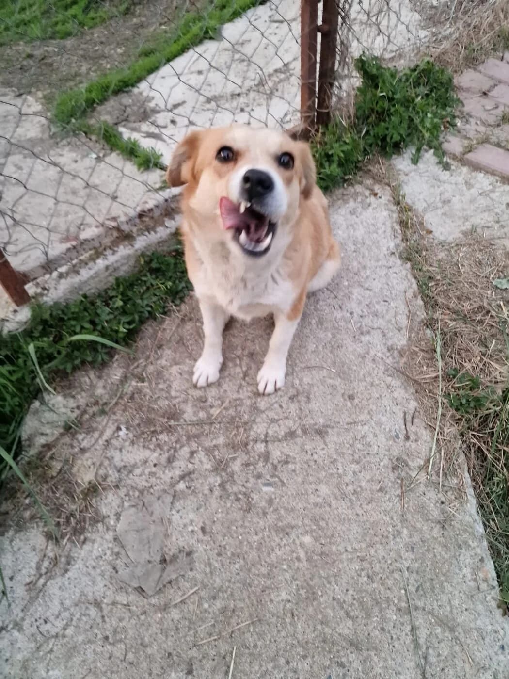 🐾💟🐾 XIA 🐾💟🐾, Mixed Breed for adoption at Amys Pfotenfreunde e.V., Langenhagen