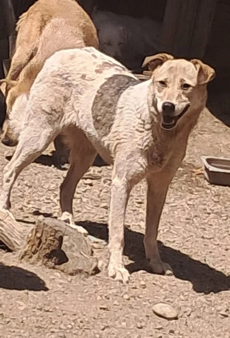 🐾💟🐾 CAJOU 🐾💟🐾, Mixed Breed for adoption at Amys Pfotenfreunde e.V., Langenhagen