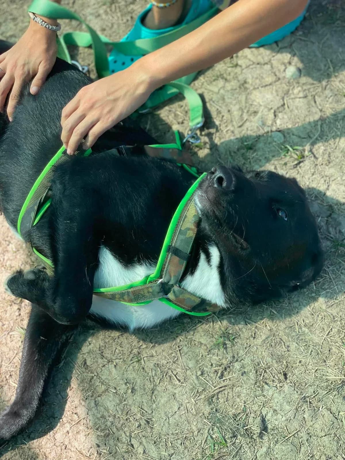 🐾💟🐾 CAJOU 🐾💟🐾, Mixed Breed for adoption at Amys Pfotenfreunde e.V., Langenhagen