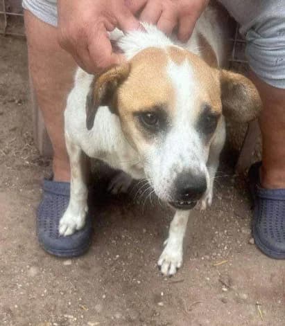🐾💟🐾 VIDAR 🐾💟🐾, Mixed Breed for adoption at Amys Pfotenfreunde e.V., Langenhagen