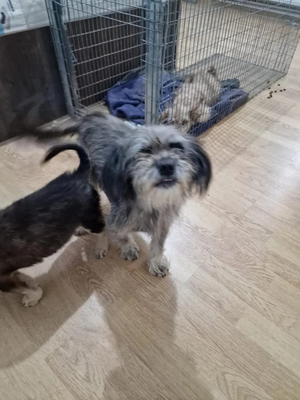 🐾💟🐾 SCOOBY 🐾💟🐾, Mixed Breed for adoption at Amys Pfotenfreunde e.V., Langenhagen
