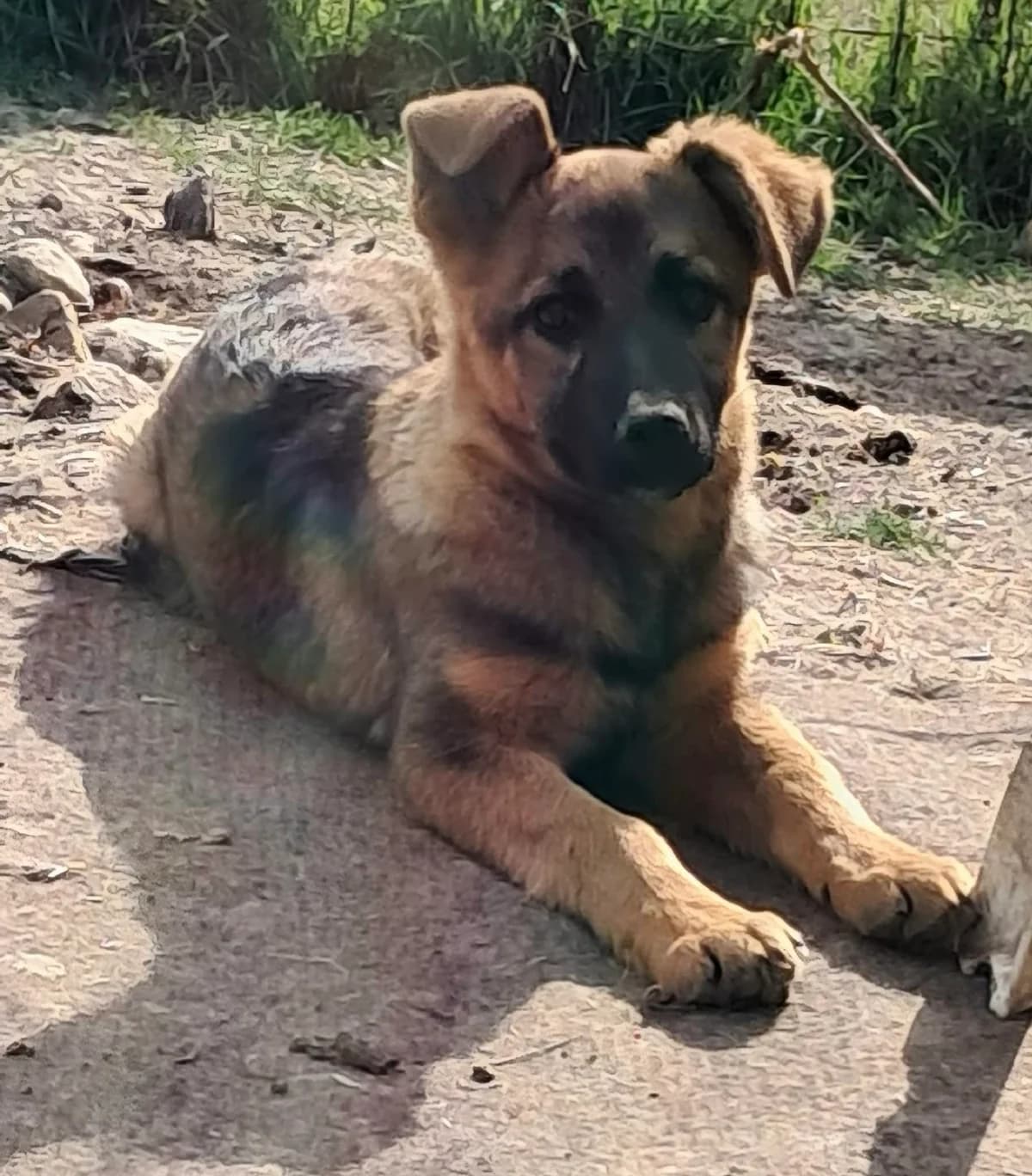 🐾💟🐾 SCOOBY 🐾💟🐾, Mixed Breed for adoption at Amys Pfotenfreunde e.V., Langenhagen