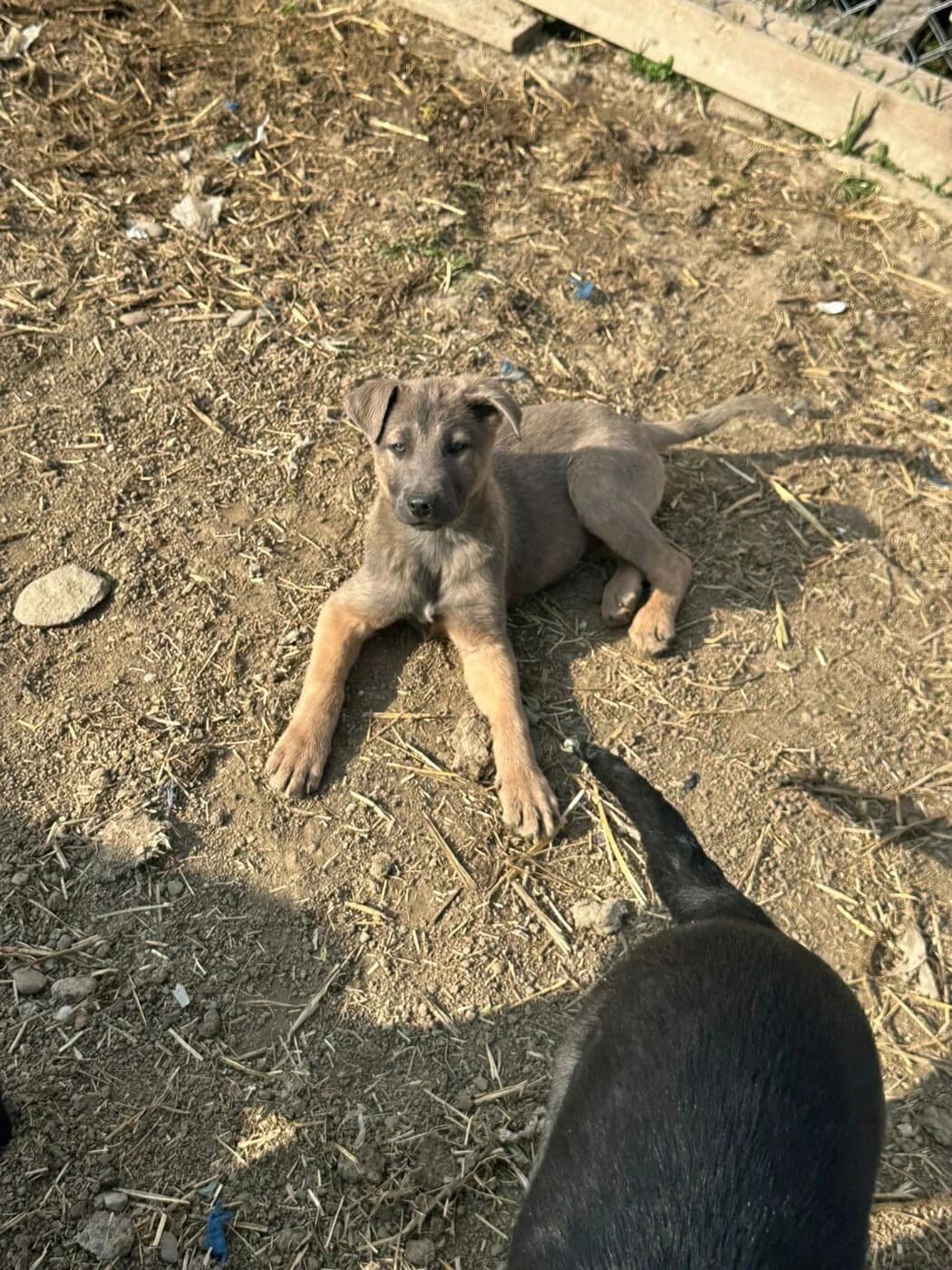 🐾💟🐾 BETSY 🐾💟🐾, Mixed Breed for adoption at Amys Pfotenfreunde e.V., Langenhagen
