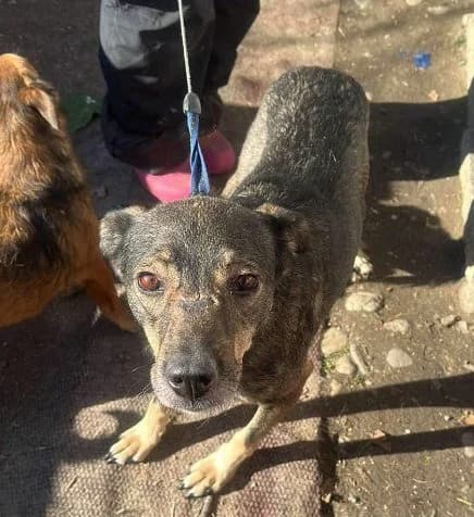 🐾💟🐾 KIMBERLY 🐾💟🐾, Mixed Breed for adoption at Amys Pfotenfreunde e.V., Langenhagen