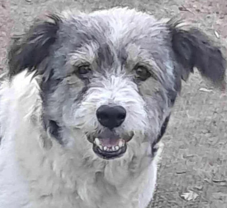 🐾💟🐾SANDY🐾 💟🐾, Mixed Breed for adoption at Amys Pfotenfreunde e.V., Langenhagen