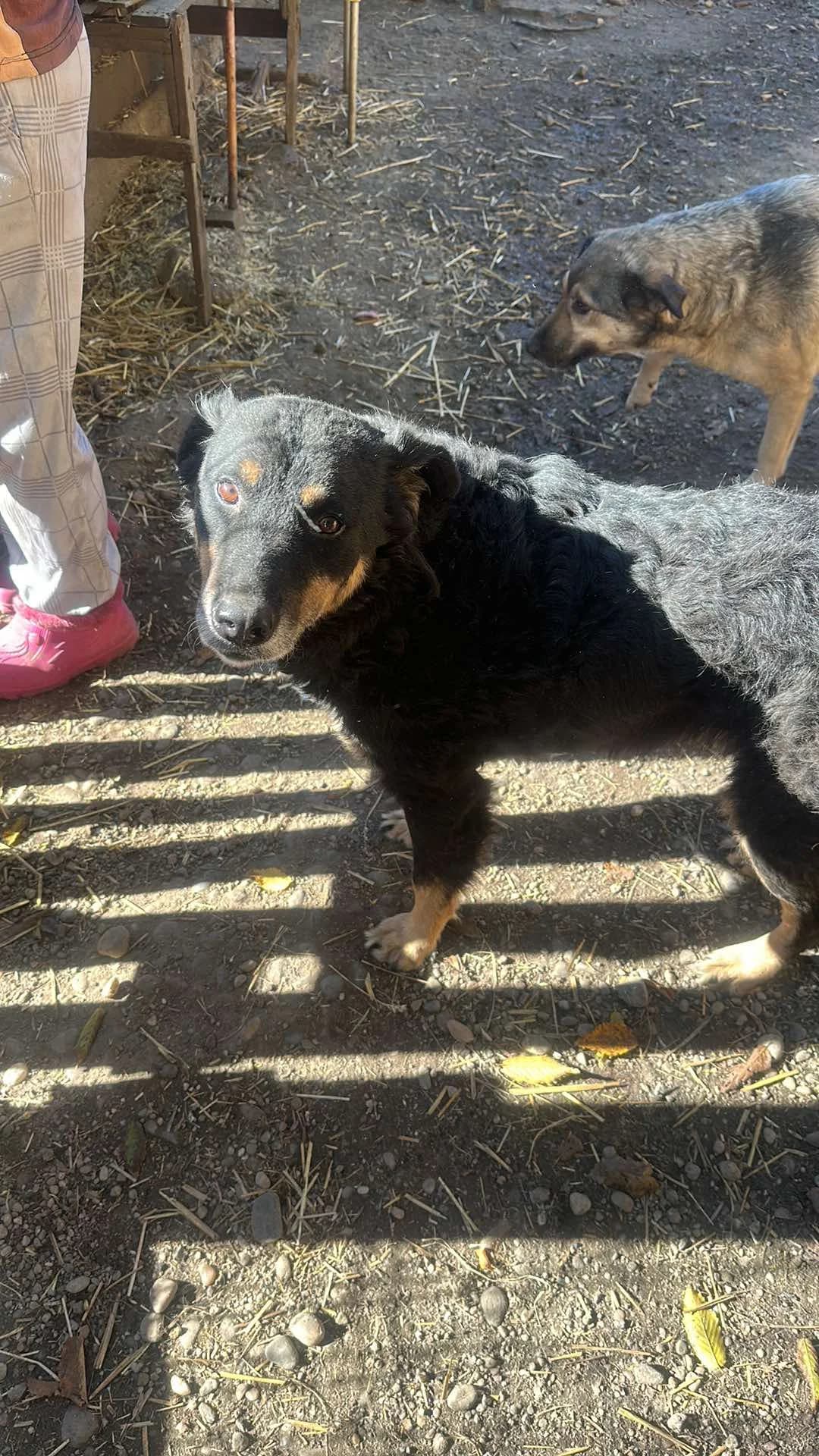 🐾💟🐾SANDY🐾 💟🐾, Mixed Breed for adoption at Amys Pfotenfreunde e.V., Langenhagen