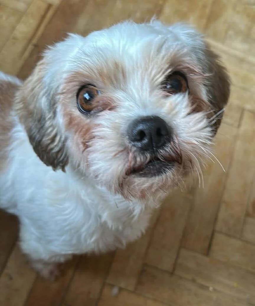 🐾💟🐾 MONTY 🐾💟🐾, Mixed Breed for adoption at Amys Pfotenfreunde e.V., Langenhagen