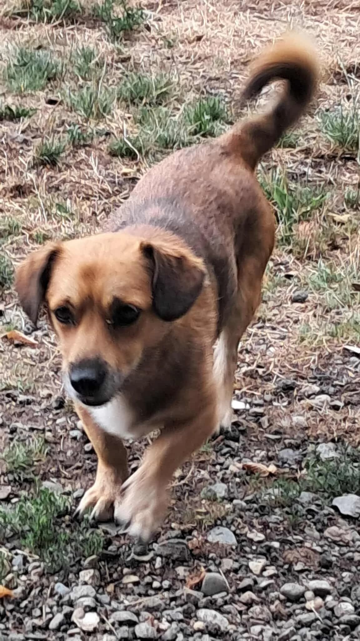 🐾💟🐾 DARCY 🐾💟🐾, Mixed Breed for adoption at Amys Pfotenfreunde e.V., Langenhagen