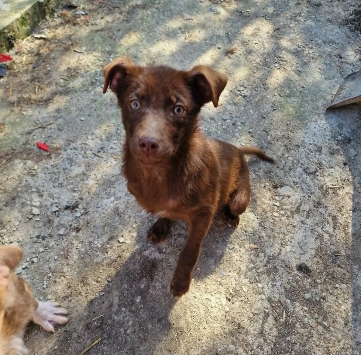 🐾💟🐾 DARCY 🐾💟🐾, Mixed Breed for adoption at Amys Pfotenfreunde e.V., Langenhagen