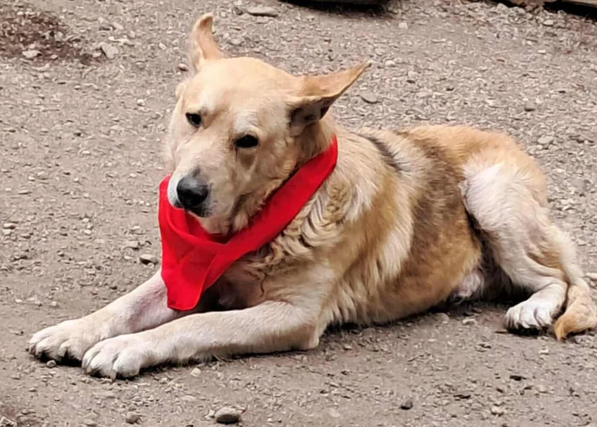 🐾💟🐾 DARCY 🐾💟🐾, Mixed Breed for adoption at Amys Pfotenfreunde e.V., Langenhagen