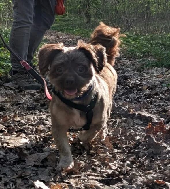 🐾💟🐾 KYRA 🐾💟🐾, Mixed Breed for adoption at Amys Pfotenfreunde e.V., Langenhagen
