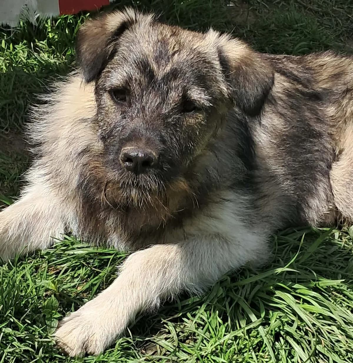 🐾💟🐾 CORRY 🐾💟🐾, Mixed Breed for adoption at Amys Pfotenfreunde e.V., Langenhagen