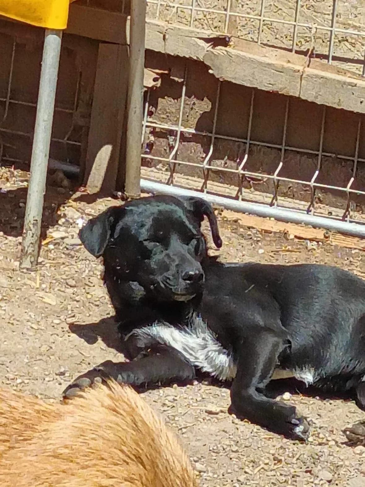 🐾💟🐾 DOLORES 🐾💟🐾, Mixed Breed for adoption at Amys Pfotenfreunde e.V., Langenhagen