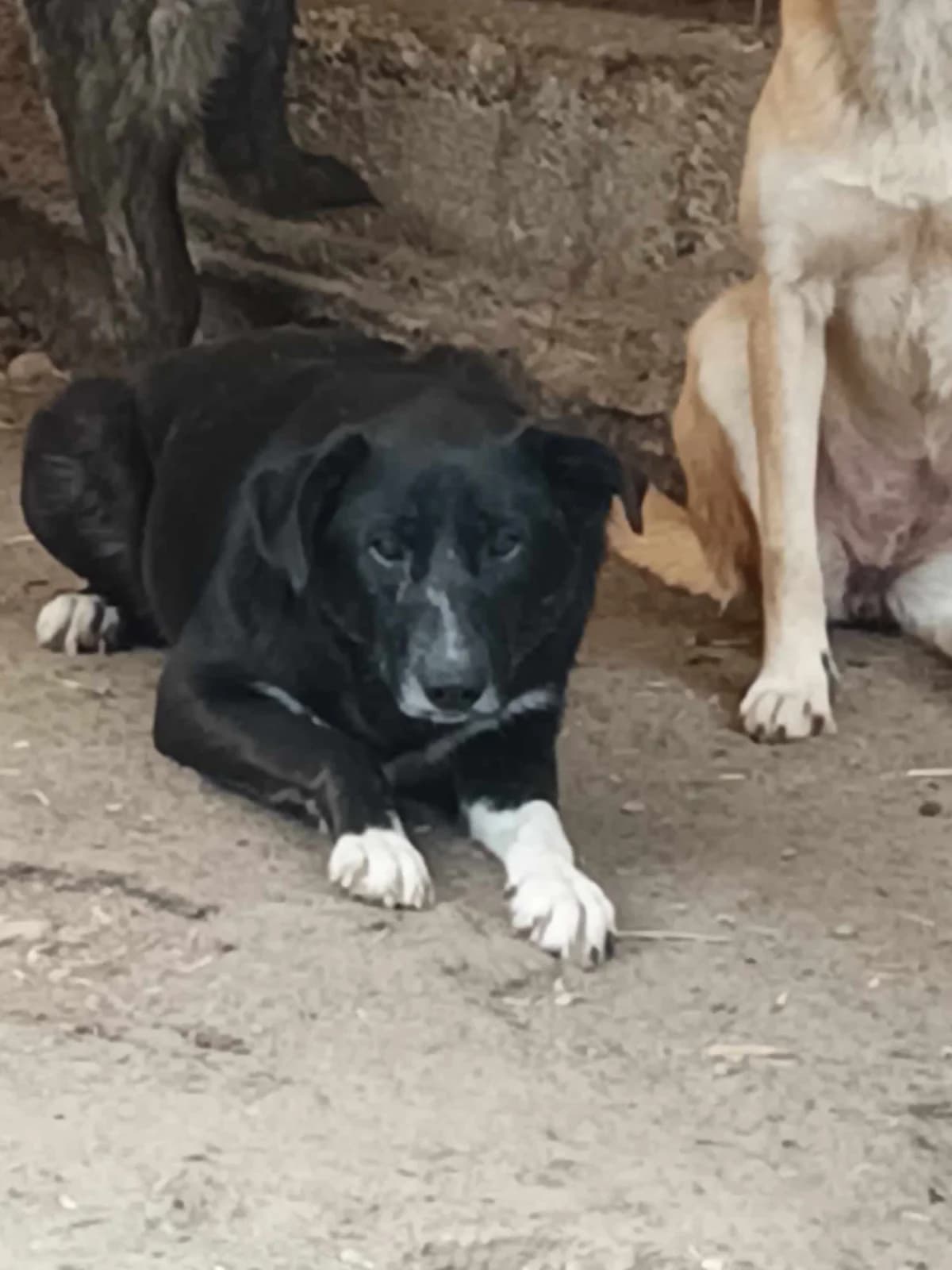 πΎππΎ DOLORES πΎππΎ, Mixed Breed for adoption at Amys Pfotenfreunde e.V., Langenhagen