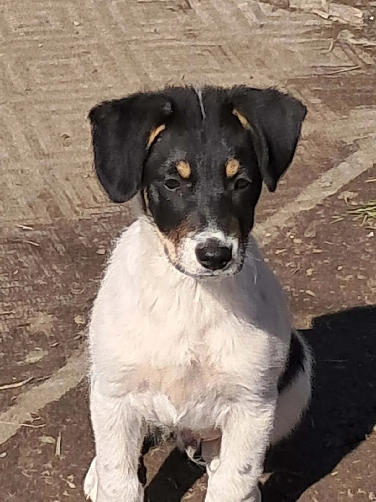 πΎππΎ DOLORES πΎππΎ, Mixed Breed for adoption at Amys Pfotenfreunde e.V., Langenhagen