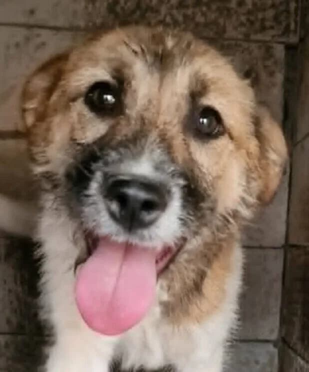 🐾💟🐾 DONNA 🐾💟🐾, Mixed Breed for adoption at Amys Pfotenfreunde e.V., Langenhagen