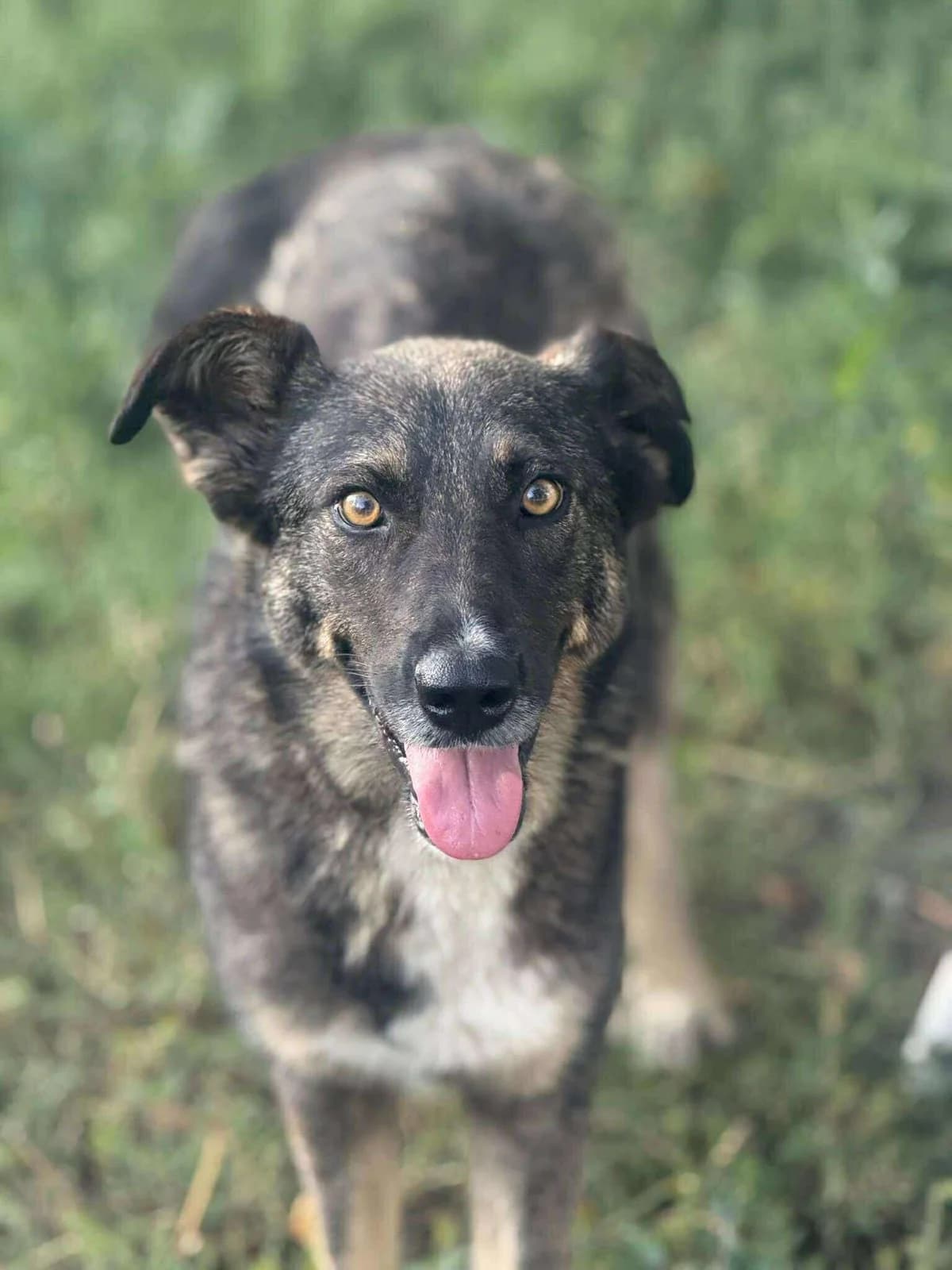 πΎππΎ FANNY πΎππΎ, Mixed Breed for adoption at Amys Pfotenfreunde e.V., Langenhagen