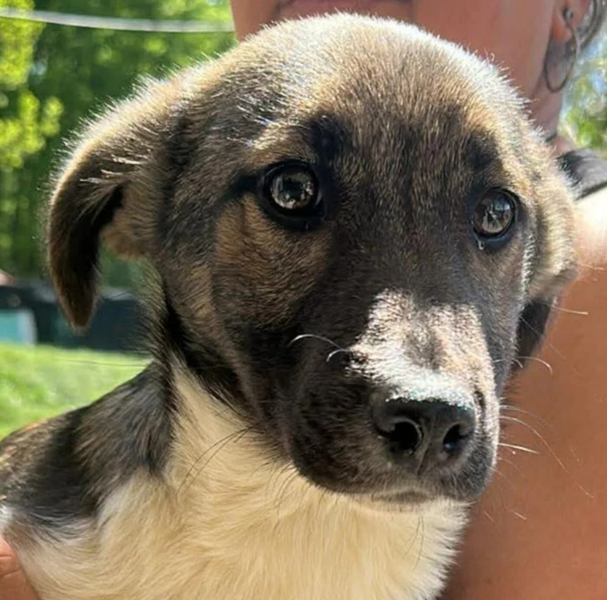 🐾💟🐾 FANNY 🐾💟🐾, Mixed Breed for adoption at Amys Pfotenfreunde e.V., Langenhagen