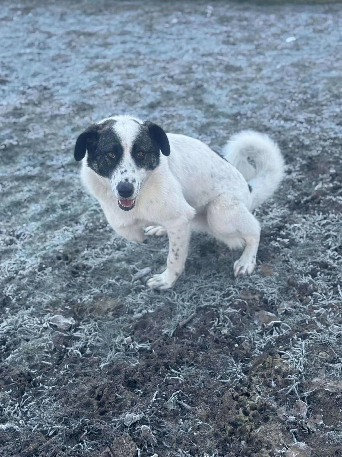 🐾💟🐾 FANNY 🐾💟🐾, Mixed Breed for adoption at Amys Pfotenfreunde e.V., Langenhagen