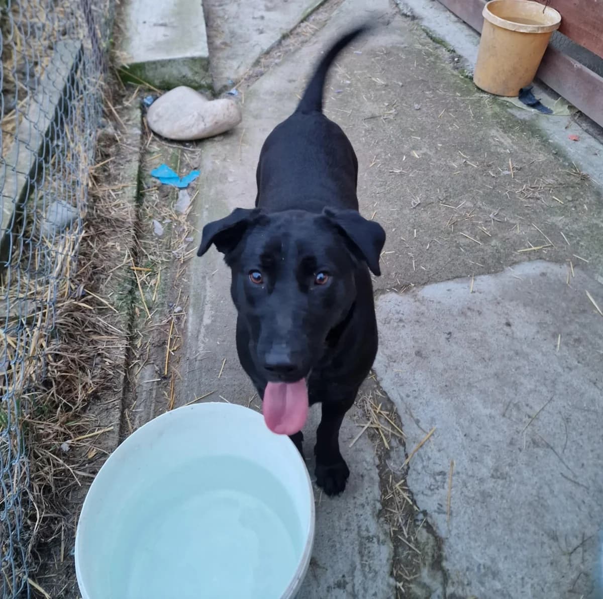 πΎππΎ FELI πΎππΎ, Mixed Breed for adoption at Amys Pfotenfreunde e.V., Langenhagen