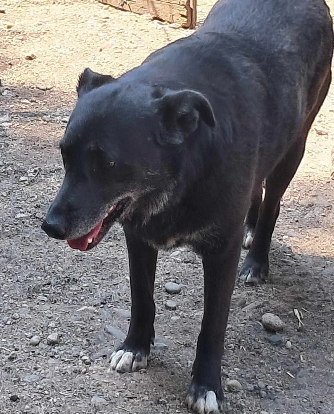 🐾💟🐾 FOXY 🐾💟🐾, Mixed Breed for adoption at Amys Pfotenfreunde e.V., Langenhagen
