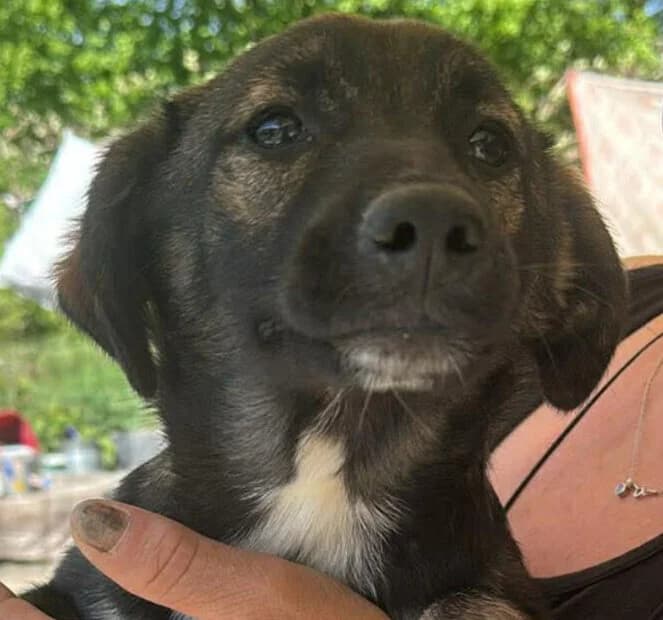 🐾💟🐾LUNA🐾 💟🐾, Mixed Breed for adoption at Amys Pfotenfreunde e.V., Langenhagen