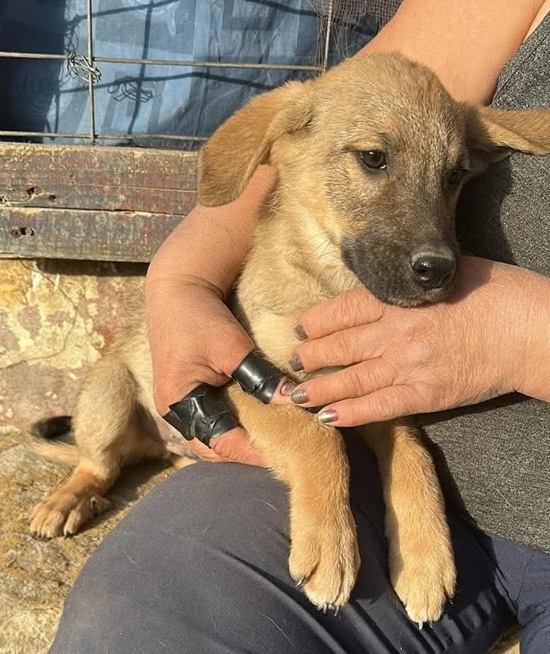 🐾💟🐾VANIA🐾 💟🐾, Mixed Breed for adoption at Amys Pfotenfreunde e.V., Langenhagen