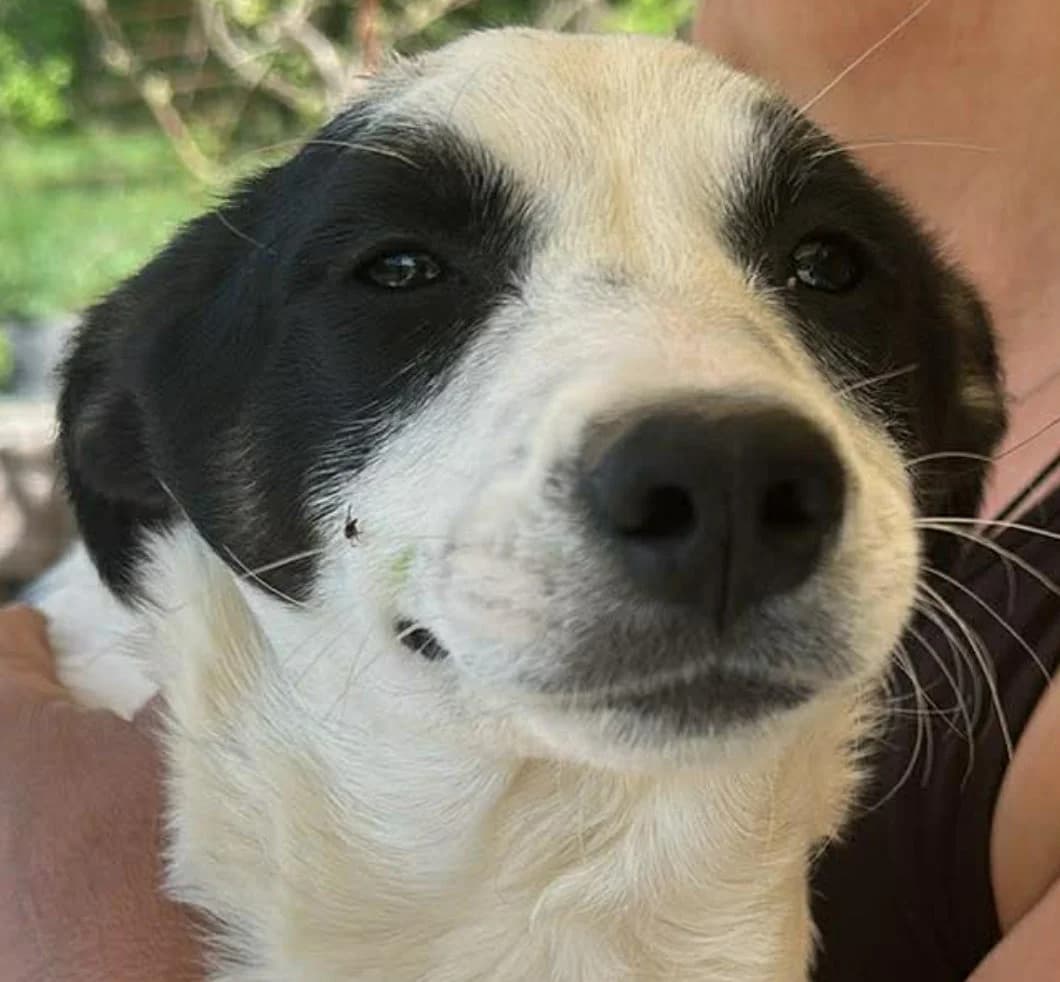 🐾💟🐾VEIA🐾 💟🐾, Mixed Breed for adoption at Amys Pfotenfreunde e.V., Langenhagen
