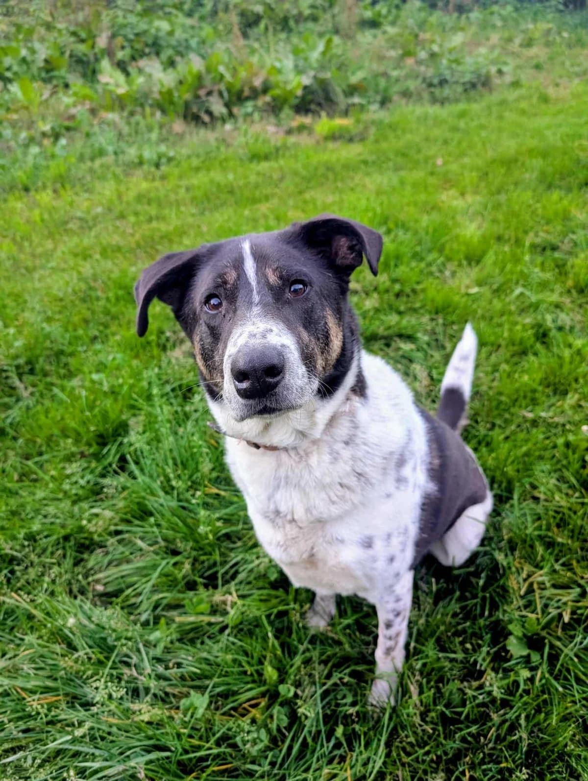 🐾💟🐾YANA🐾 💟🐾, Mixed Breed for adoption at Amys Pfotenfreunde e.V., Langenhagen