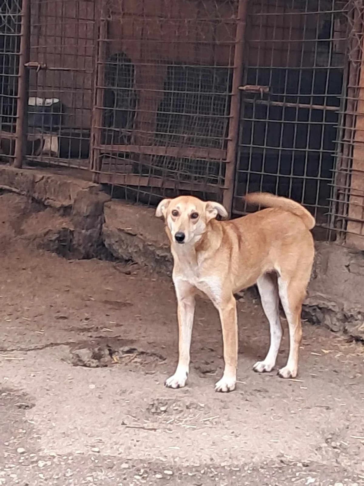🐾💟🐾YANA🐾 💟🐾, Mixed Breed for adoption at Amys Pfotenfreunde e.V., Langenhagen