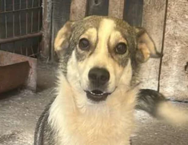 🐾💟🐾YANA🐾 💟🐾, Mixed Breed for adoption at Amys Pfotenfreunde e.V., Langenhagen