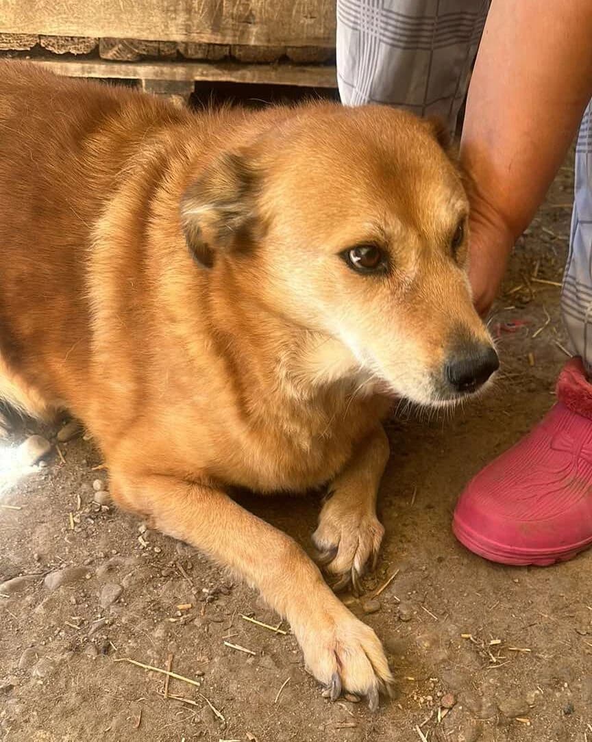 🐾💟🐾 ALEX 🐾💟🐾, Mixed Breed for adoption at Amys Pfotenfreunde e.V., Langenhagen
