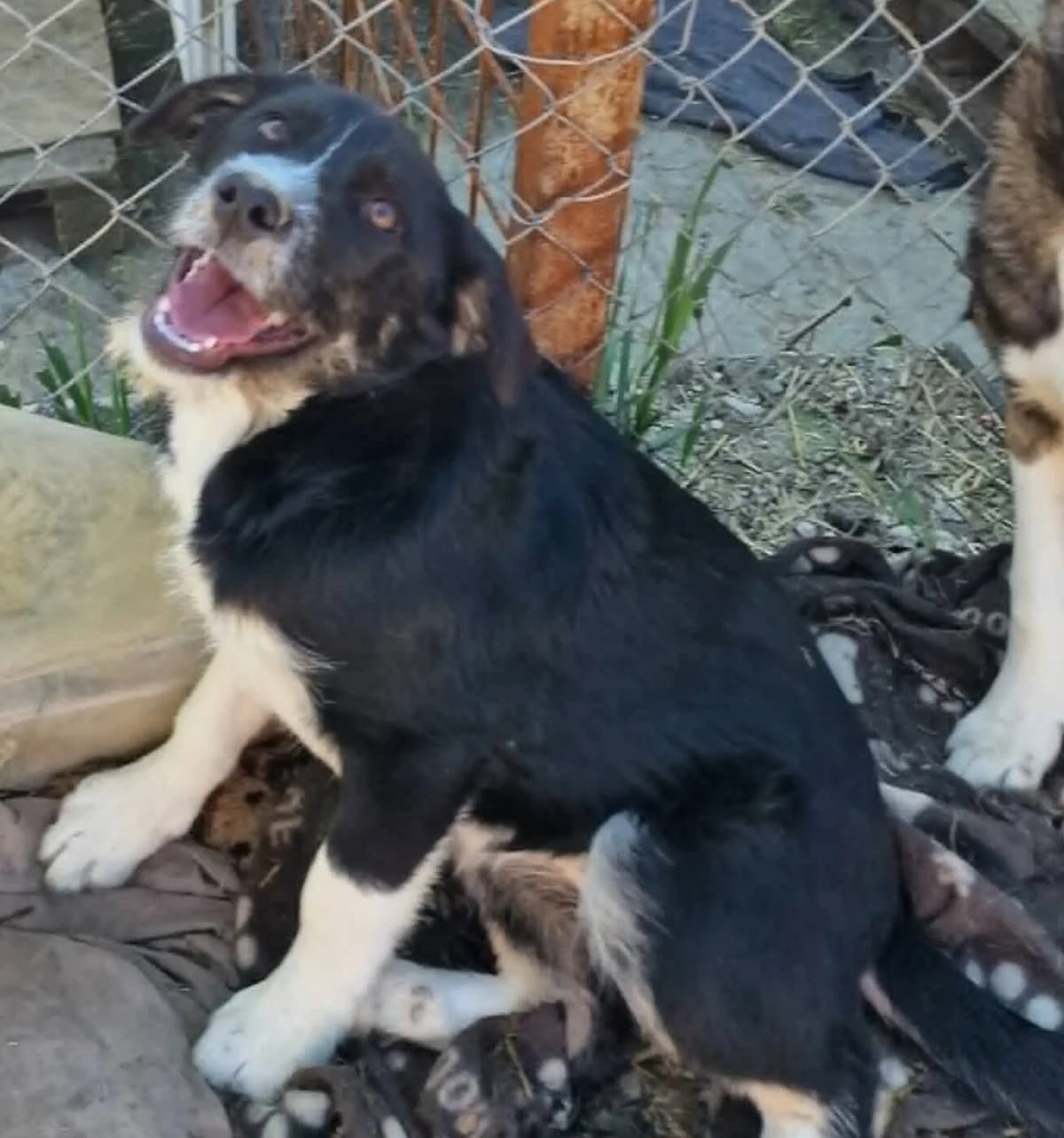πΎππΎ ALEX πΎππΎ, Mixed Breed for adoption at Amys Pfotenfreunde e.V., Langenhagen