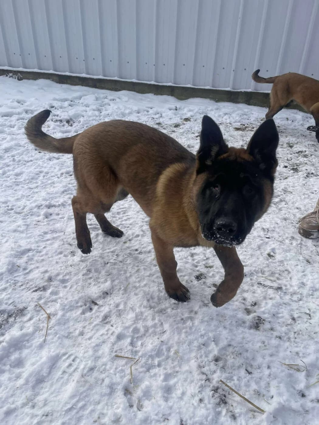 πΎππΎ ALEX πΎππΎ, Mixed Breed for adoption at Amys Pfotenfreunde e.V., Langenhagen