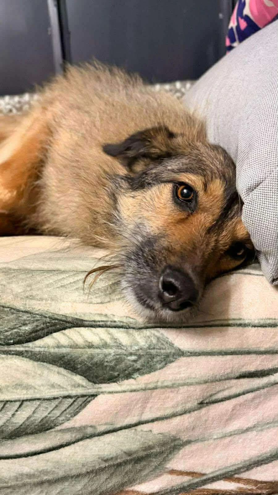 🐾💟🐾 ALEX 🐾💟🐾, Mixed Breed for adoption at Amys Pfotenfreunde e.V., Langenhagen