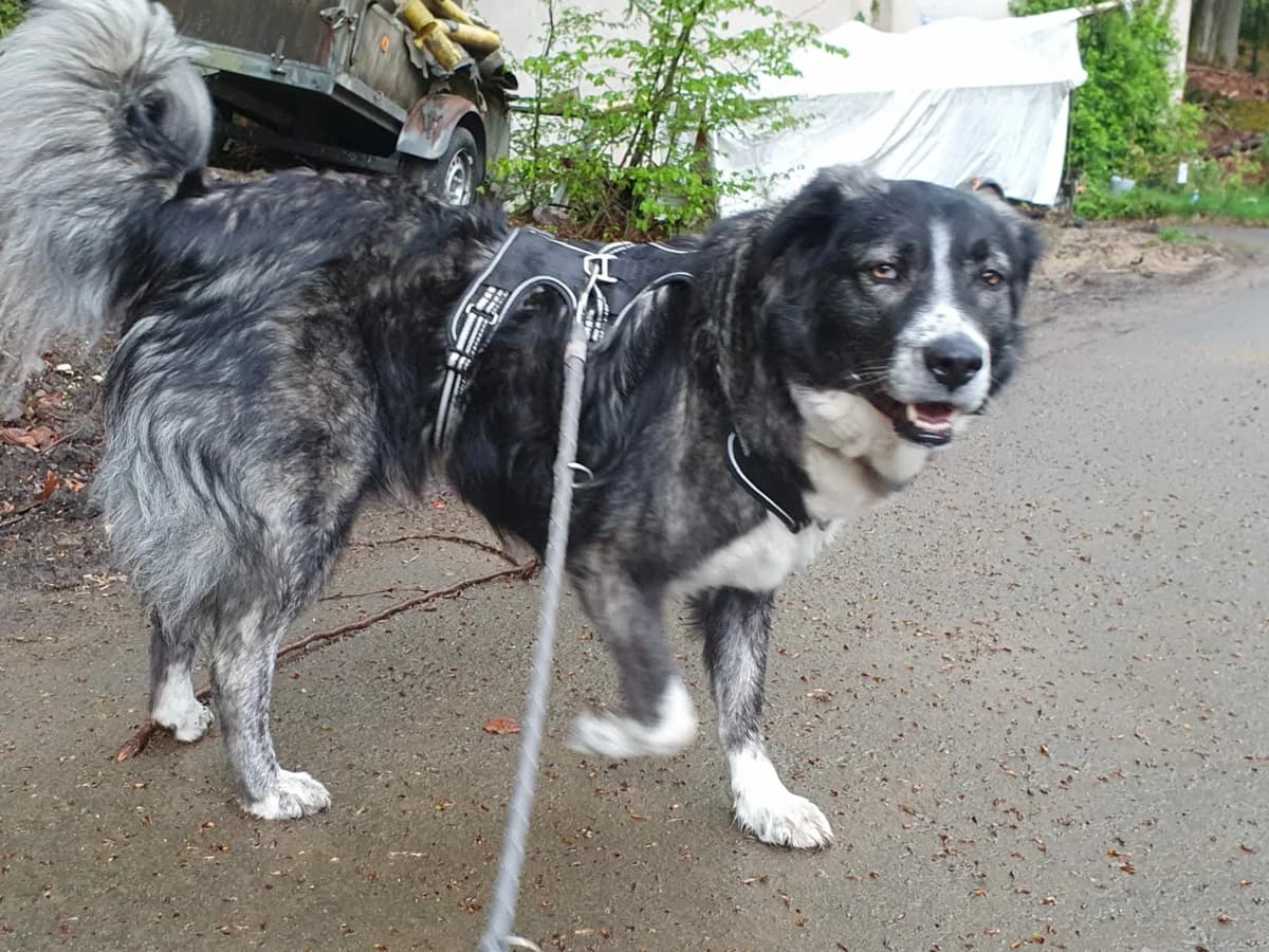 🐾💟🐾 ALEX 🐾💟🐾, Mixed Breed for adoption at Amys Pfotenfreunde e.V., Langenhagen