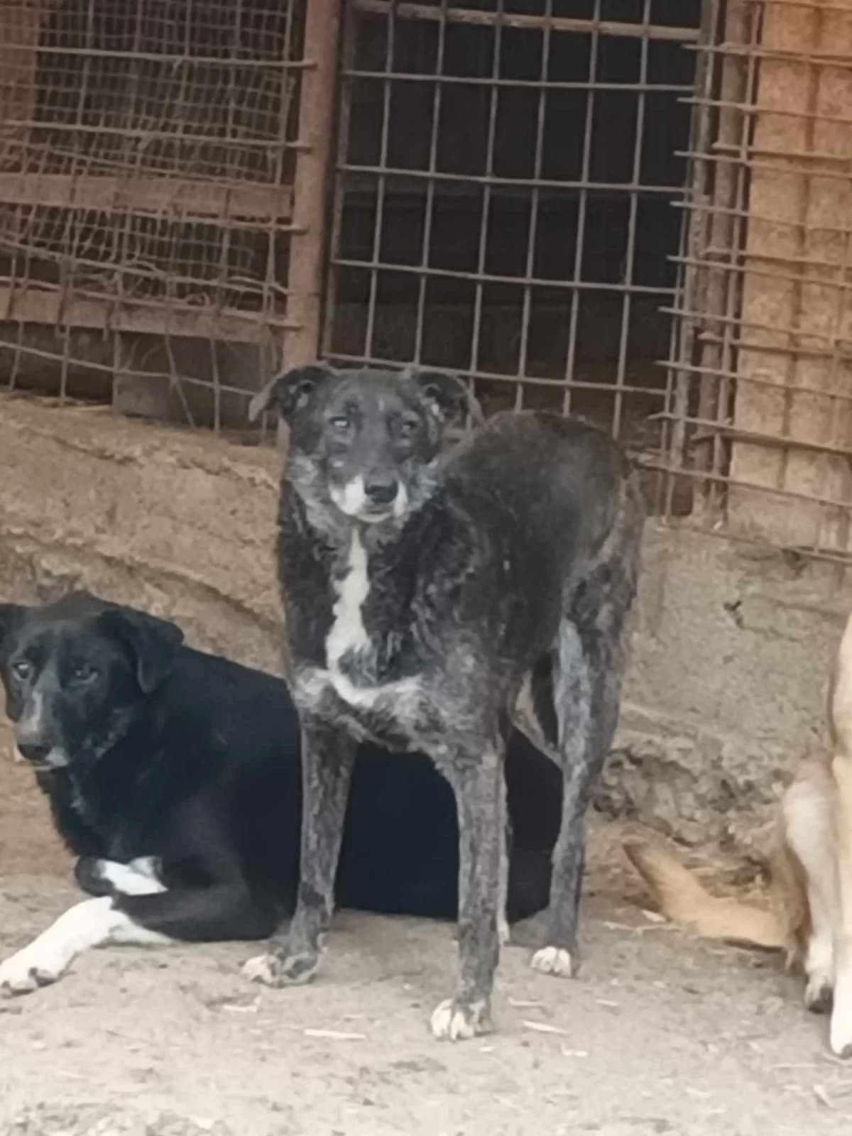 🐾💟🐾 CHICO 🐾💟🐾, Mixed Breed for adoption at Amys Pfotenfreunde e.V., Langenhagen