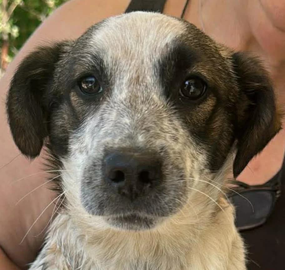 πΎππΎ CHICO πΎππΎ, Mixed Breed for adoption at Amys Pfotenfreunde e.V., Langenhagen