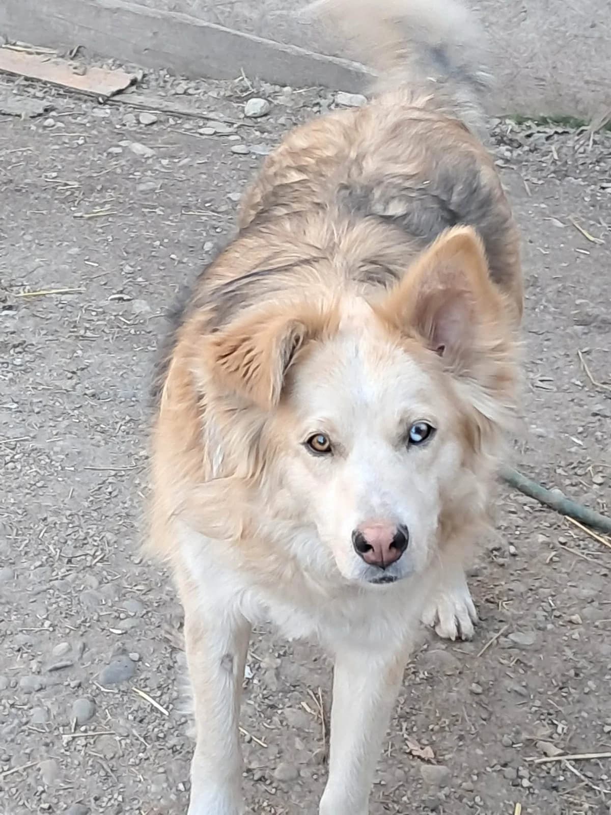 πΎππΎ KYGO πΎππΎ, Mixed Breed for adoption at Amys Pfotenfreunde e.V., Langenhagen