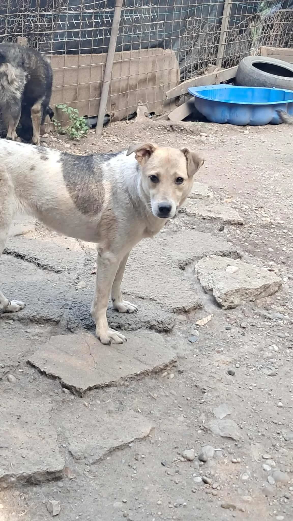 🐾💟🐾 MUCK 🐾💟🐾, Mixed Breed for adoption at Amys Pfotenfreunde e.V., Langenhagen